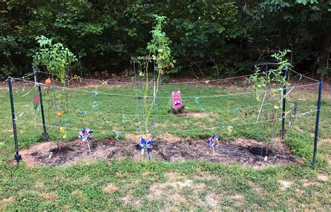 Best Way To Keep Deer Out Of My Garden - Garden Likes