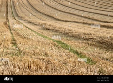 Harvest fields in close up Stock Photo - Alamy