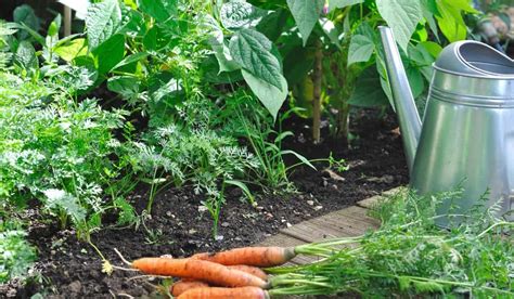 How to organically enrich homestead garden soil for bigger yields?