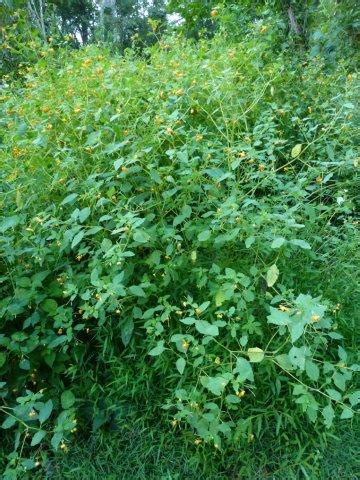 Garden Bounty: Late Summer Garden Happenings - FineGardening