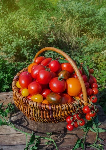 Premium Photo | Large basket full of different tomatoes ripe tomatoes ...