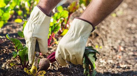 How Can Garden Maintenance Contribute to a Healthy Environment?