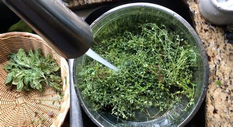 Your Easy Guide To Hang Drying Herbs (+Video) - The Goodness Well