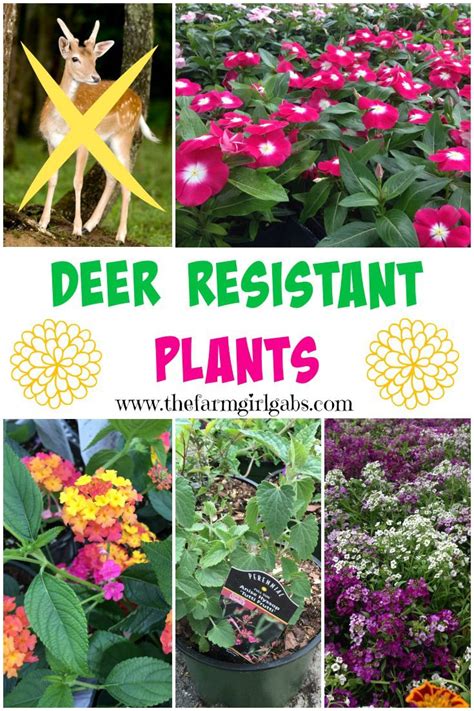 Deer repellent plants – Artofit