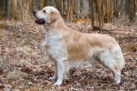 Golden Retriver