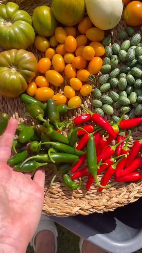 Bountiful Harvest: How to Harvest a Lot of Vegetables | Home vegetable ...