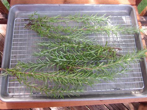 Dehydrating Herbs: Fresh Today, Dehydrated this Winter! | Nutrition ...
