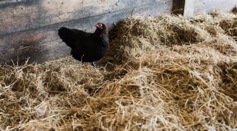 Using the Deep Litter Method in the Chicken Coop - Mama on the Homestead