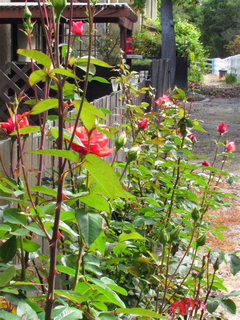 Silver Linings 4 ME: GARDEN BOUNTY...