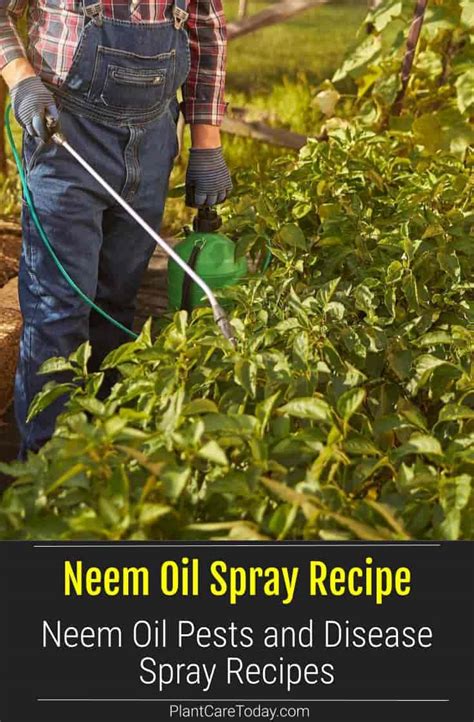 Neem Oil Spray Recipe Sprays, Drenches and Rules
