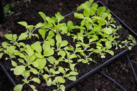 How to Harden Off Seedlings: Step-by-Step Guide • Gardenary