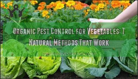 Best natural pest control for a summer vegetable garden?