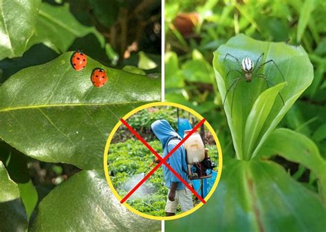 10 Beneficial Insects You Should Invite to Your Garden