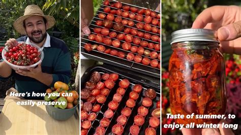 Gardener shares foolproof method to preserve tomatoes for fresh tastes ...