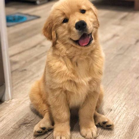 10 Cute Pictures of Golden Retrievers