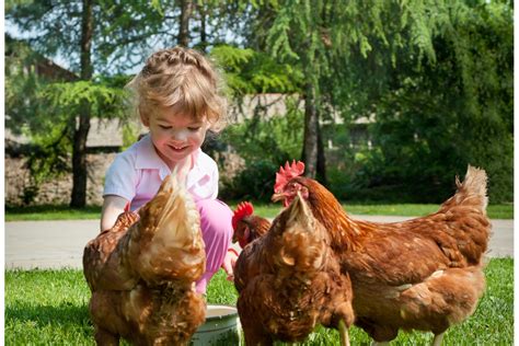 War on Waste-keeping backyard chickens • CHILD Magazines