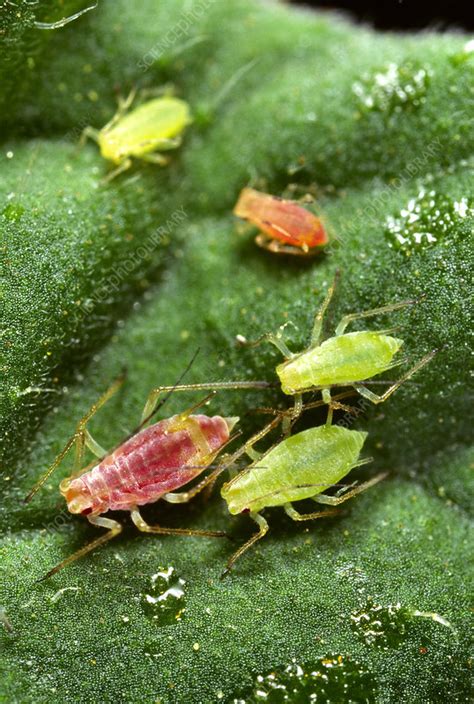 Potato aphids feeding on a tomato leaf - Stock Image - B270/0019 ...