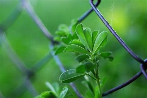 How To Check Your Fences For Damage?