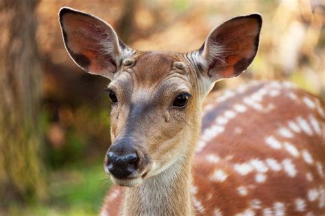 Fallow Deer Free Stock Photo - Public Domain Pictures