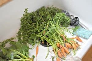 A Guide to Preserving and Drying Greens From Your Garden