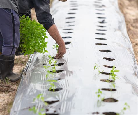 Mulching a vegetable garden: the many benefits revealed | Homes and Gardens
