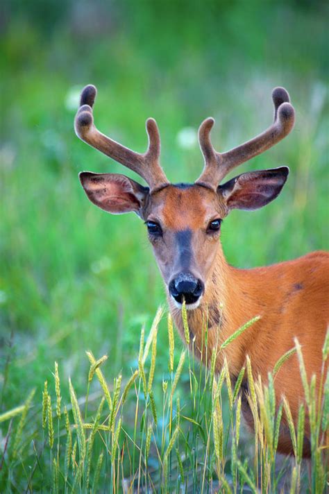 White-tailed Buck Feeding Photograph by John De Bord