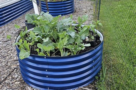 grow root vegetablesturnips in raised bed