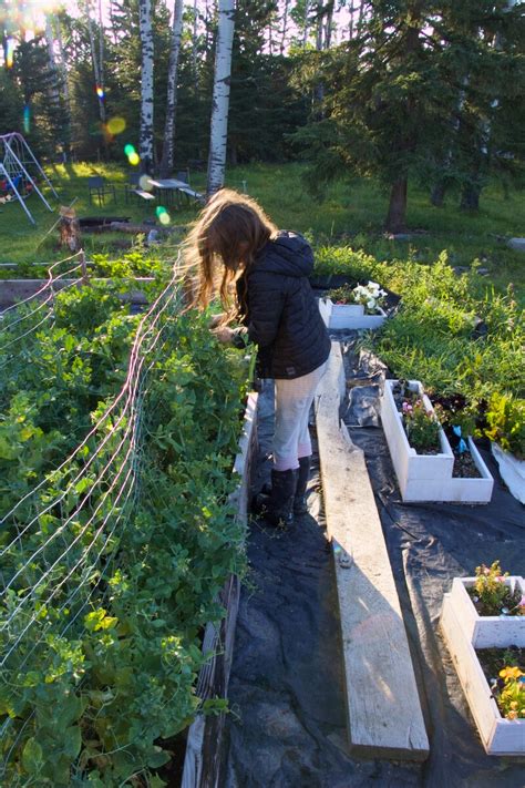 How to involve kids in garden chores & homestead cooking?