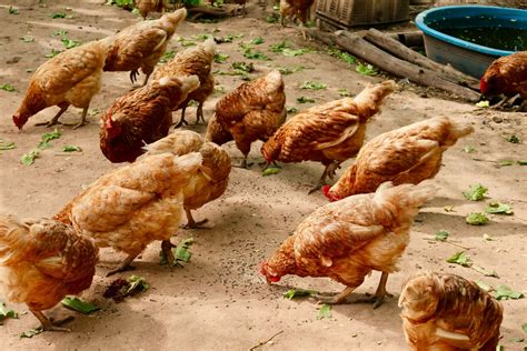 The Ultimate Guide to Feeding Your Chickens | Chickens For Backyards