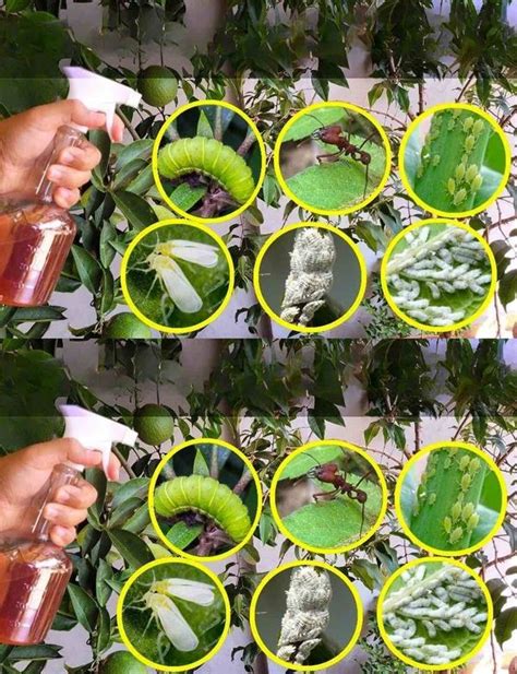 Homemade Organic Garden Spray for Eliminating Pests