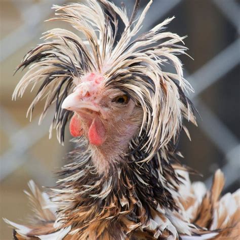 15 Breeds of Chicken with Crazy Hair