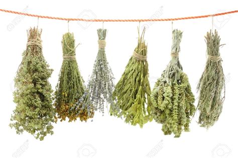 15545265-variety-of-dried-herbs-hanging-on-a-rope