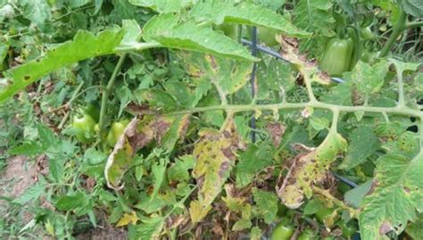 How to naturally prevent blight on heirloom tomato plants for a bountiful harvest?