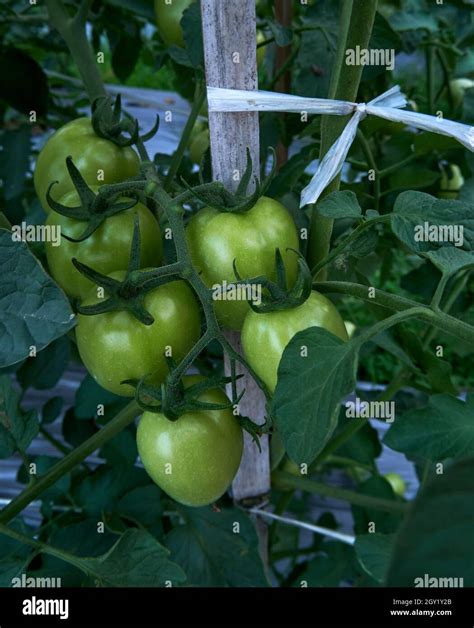 Bunch of fresh green tomatoes in the garden Stock Photo - Alamy