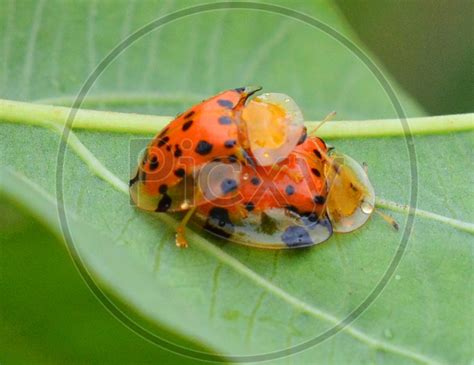 Image of Large Copper-XW579569-Picxy