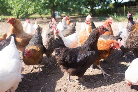 Our Members: Elm Tree Farm - Bristol Food Producers