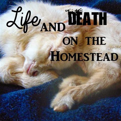 17 Best images about Homesteading on Pinterest | Gardens, Survival and ...