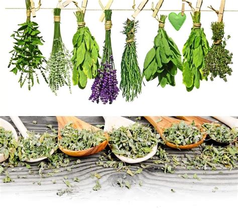 Converting Fresh Herbs To Dried Herbs