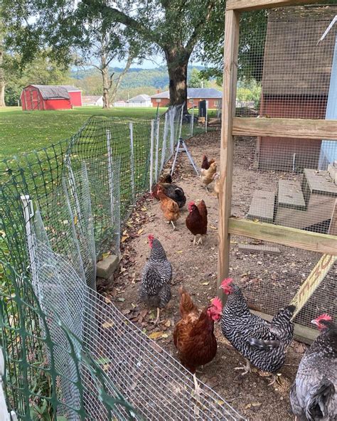 Backyard Chicken Coop 🐓 | Chickens backyard, Backyard poultry, Backyard ...