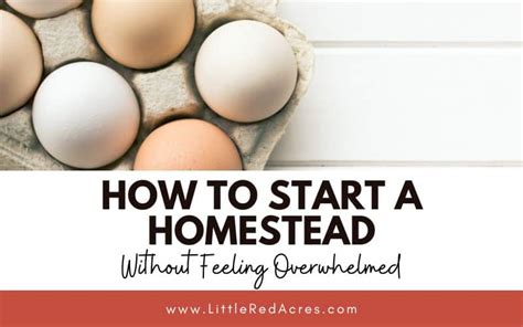 Homesteading Chores - Daily, Weekly, & More - Little Red Acres