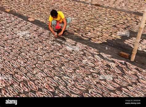 Bangladeshifish hi-res stock photography and images - Alamy