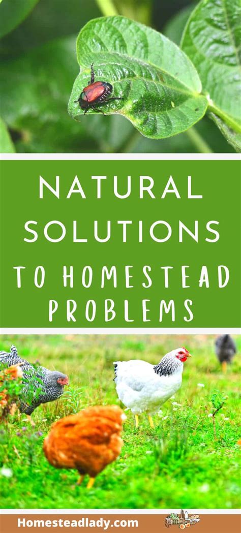 Natural Solutions for Homestead Problems • Homestead Lady