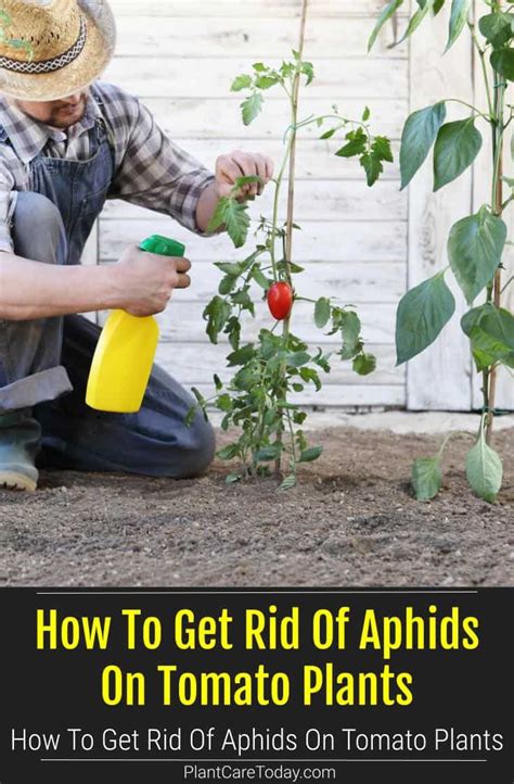 How To Get Rid Of Aphids On Tomato Plants