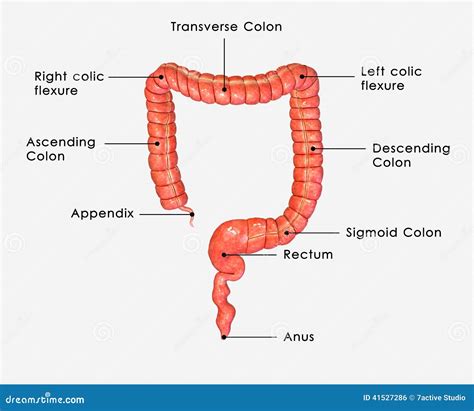 Large Intestine Labelled Stock Illustration - Image: 41527286