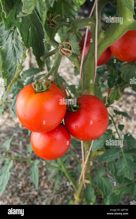 Ripe garden tomatoes ready for picking Stock Photo - Alamy