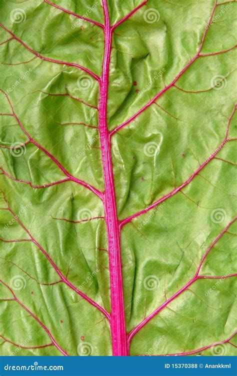 Texture of vegetable stock photo. Image of beautiful - 15370388