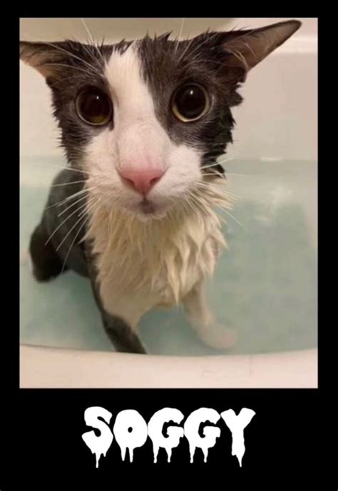 Soggy cat | Wild cats, Cats, Animals