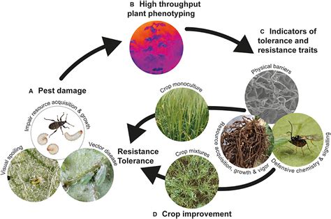 Frontiers | Plant Defense against Herbivorous Pests: Exploiting ...