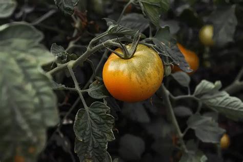 Harvesting Heirloom Tomatoes: A Detailed Guide to Perfect Timing