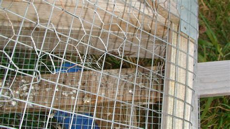 Reconsider Effectiveness of Hardware Cloth | BackYard Chickens - Learn ...
